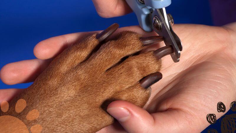 dog nail trimming frequency