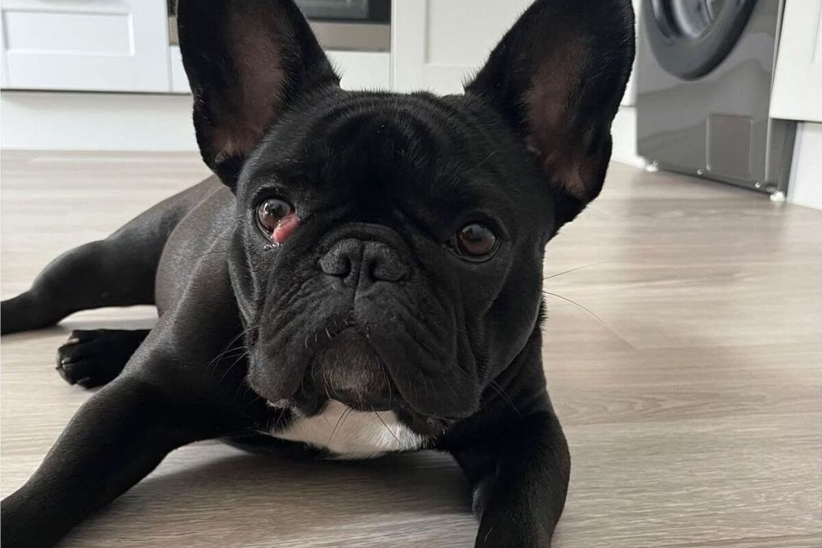 French Bulldog cherry eye