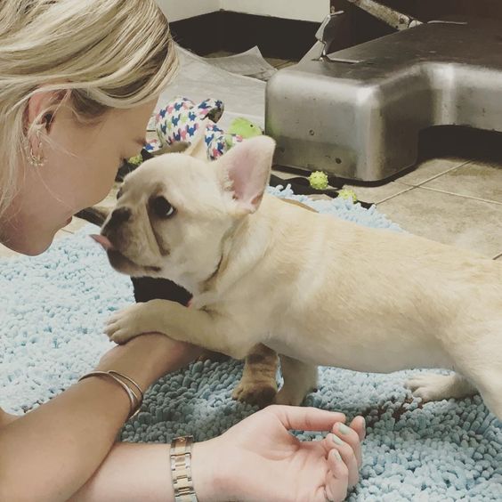 Hilary Duff with a Frenchie