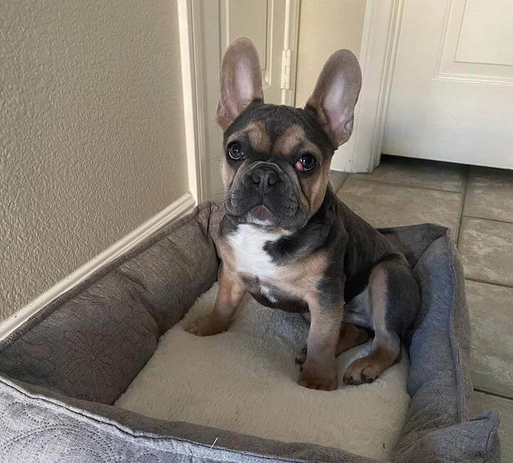 A French Bulldog with cherry eye