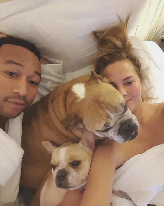 celebrities with french bulldogs john legend