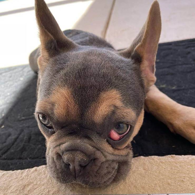 A sad French Bulldog with cherry eye