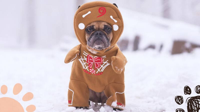 A French Bulldog sitting in the snow