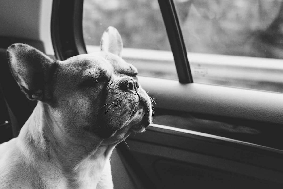 french bulldog travel tips