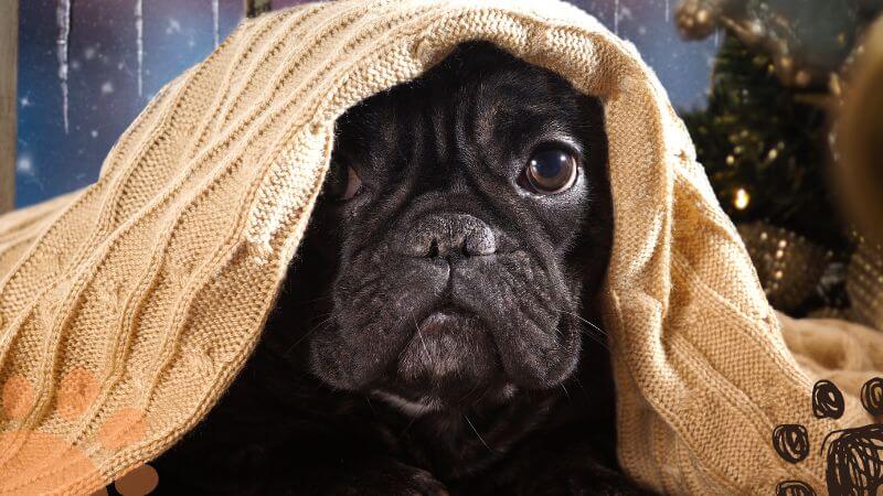 A French Bulldog hiding under a blanket from the cold