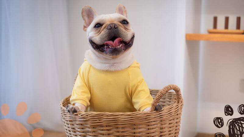 A French Bulldog wearing a sweater