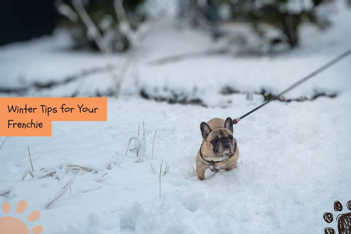 French Bulldog cold weather tips