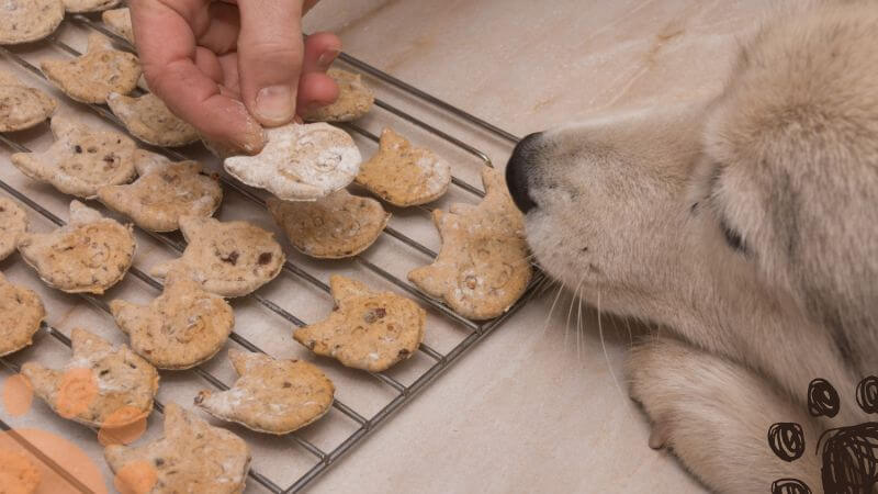 homemade dog biscuits