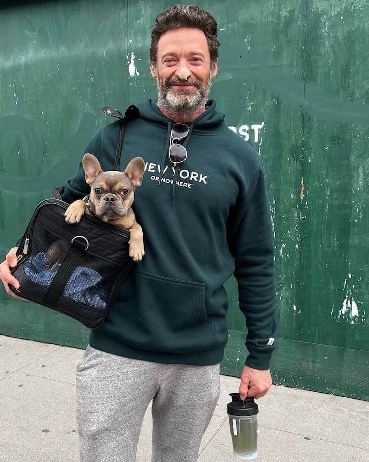 Hugh Jackman with french bulldog