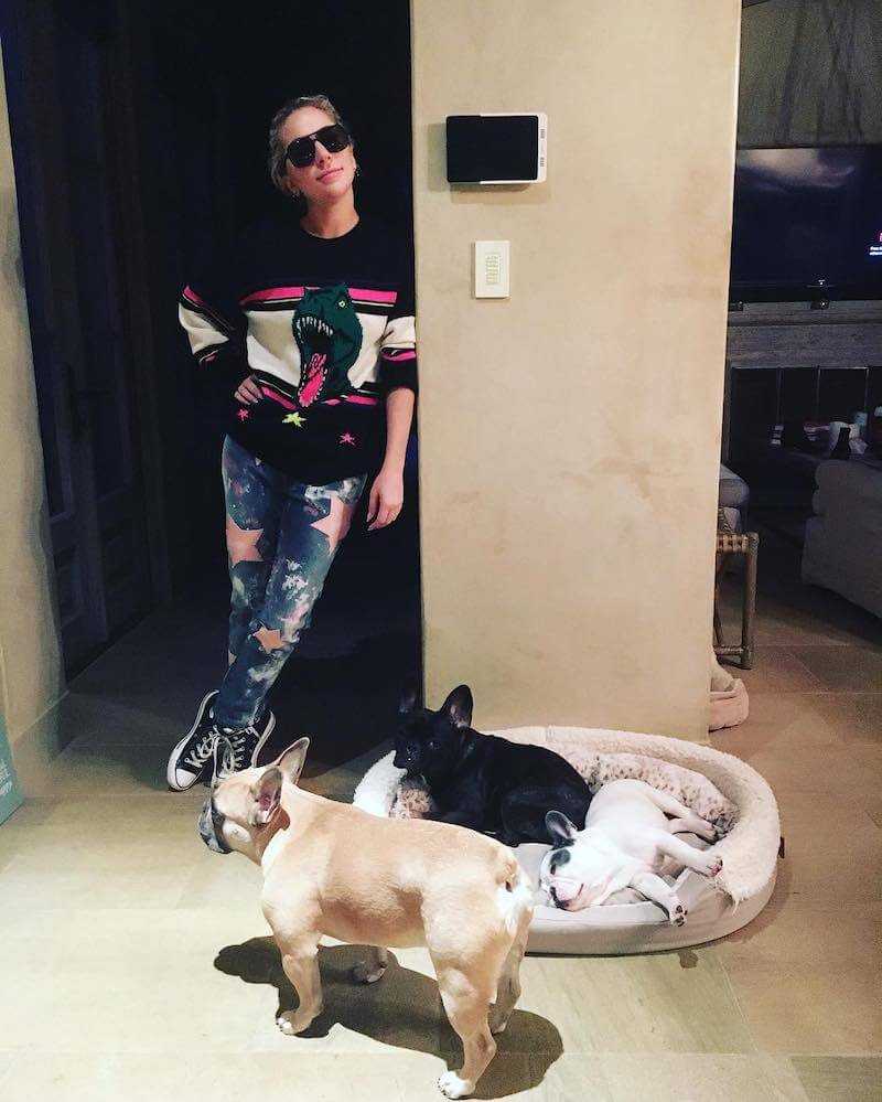 Lady Gaga French Bulldog