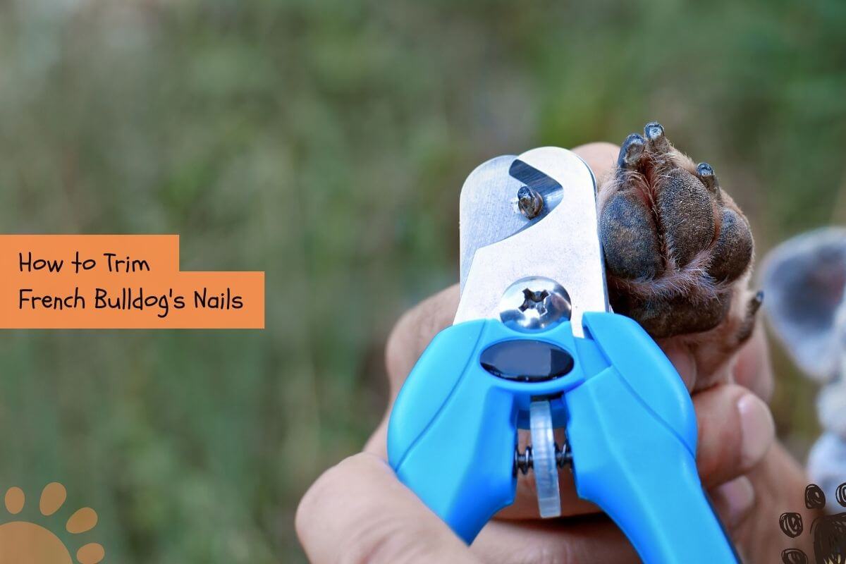 how to trim french bulldog nails