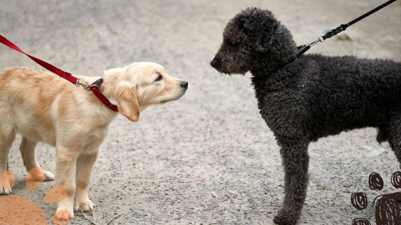 two dogs making contact