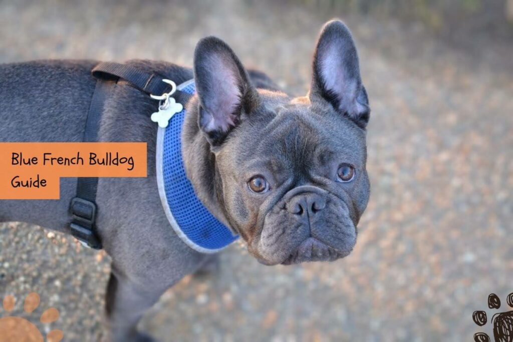 blue French Bulldog