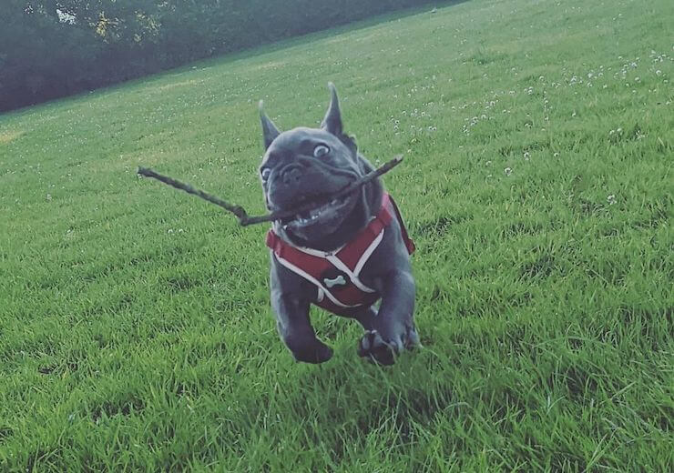 Blue French Bulldog running in the yard