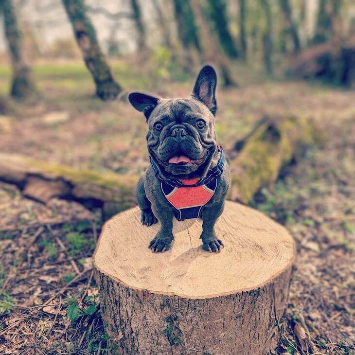 Blue French Bulldog looking at someone