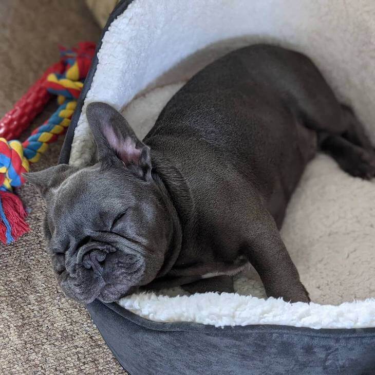 Blue French Bulldog sleeping