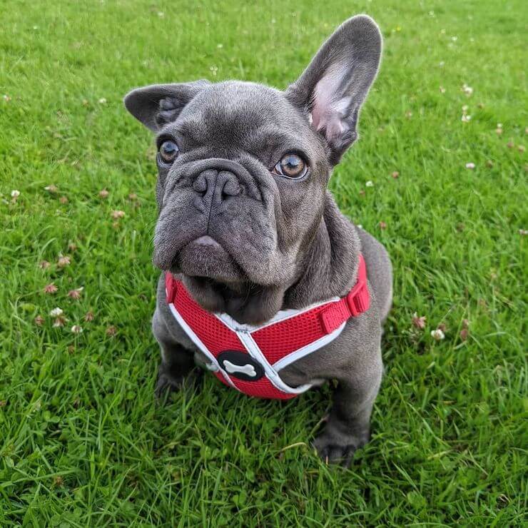 Blue French Bulldog looking up