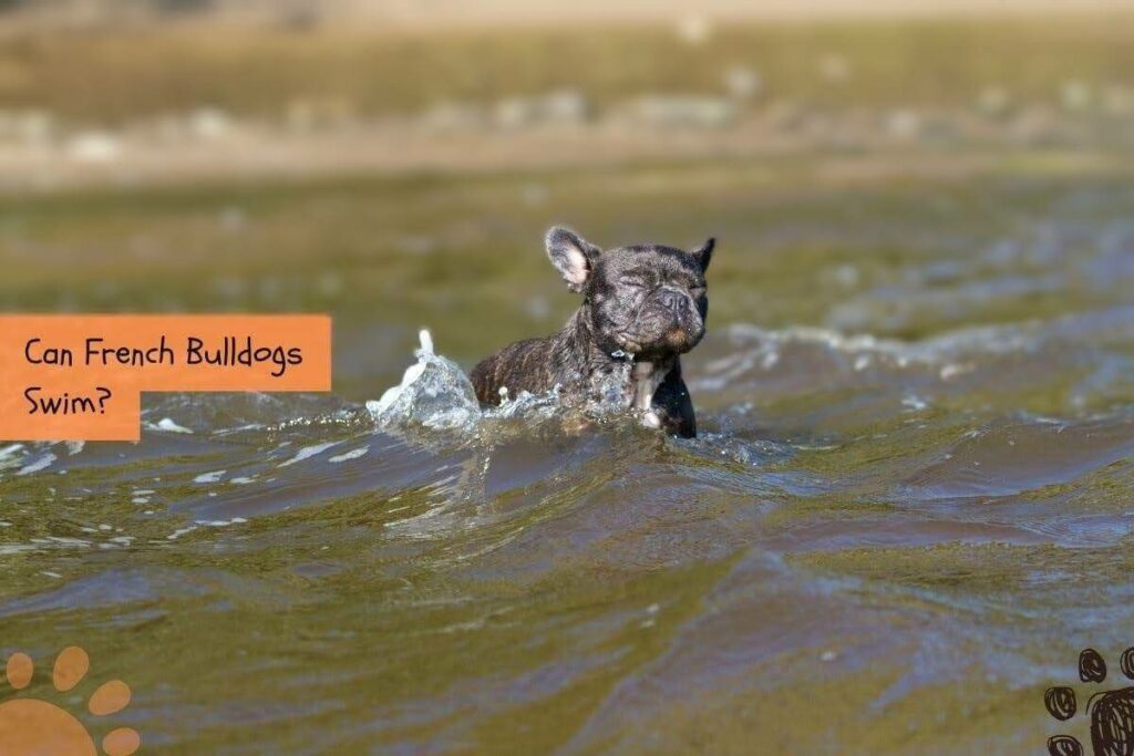 can french bulldogs swim