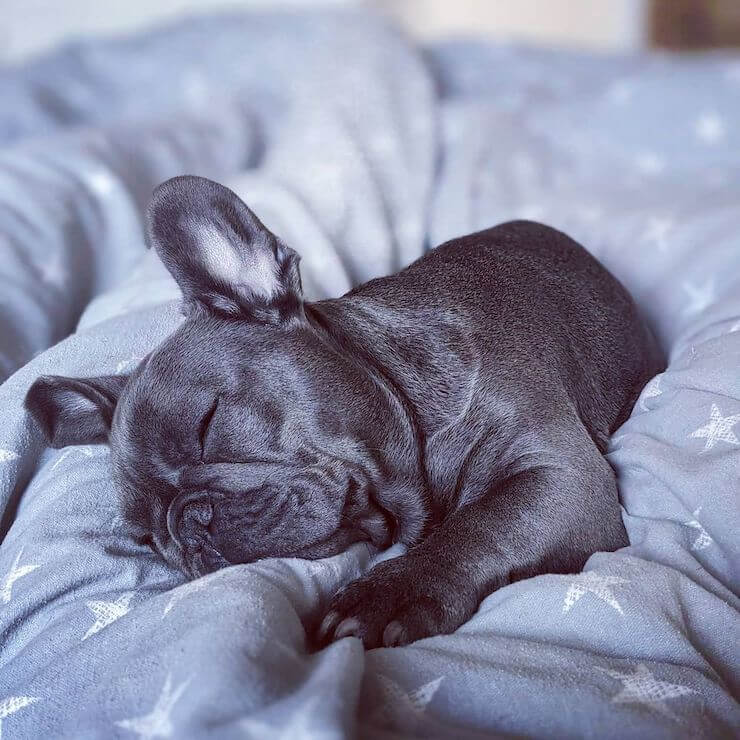 Blue French Bulldog sleeping