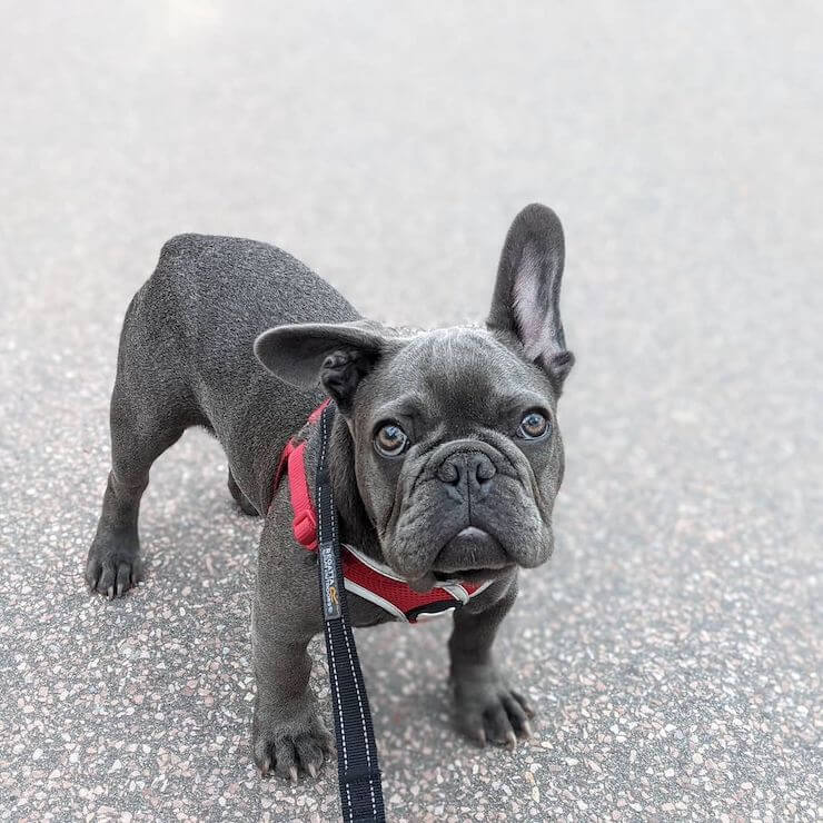 Blue French Bulldog on a leash