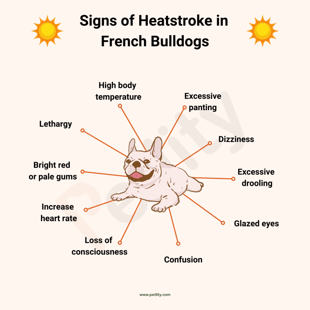 heatstroke signs in French Bulldogs