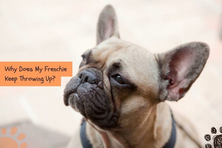 Help! My French Bulldog Keeps Throwing Up! Petlity