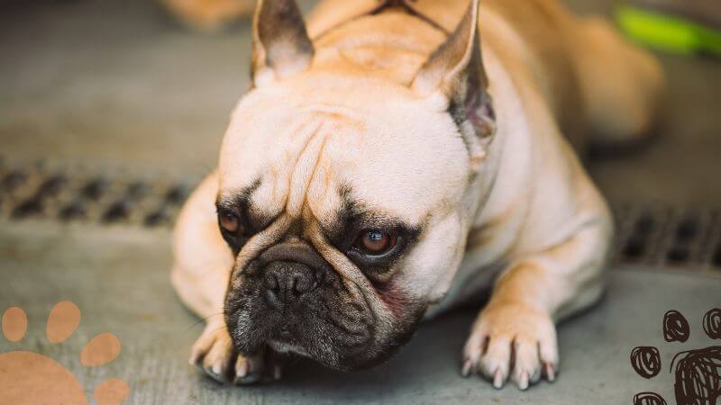 French bulldog with allergies lying on the floor