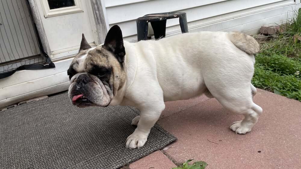 french bulldog english bulldog mix  walking outside