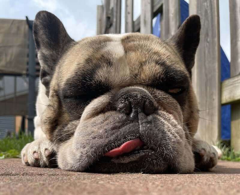 a sleepy french bulldog english bulldog mix 