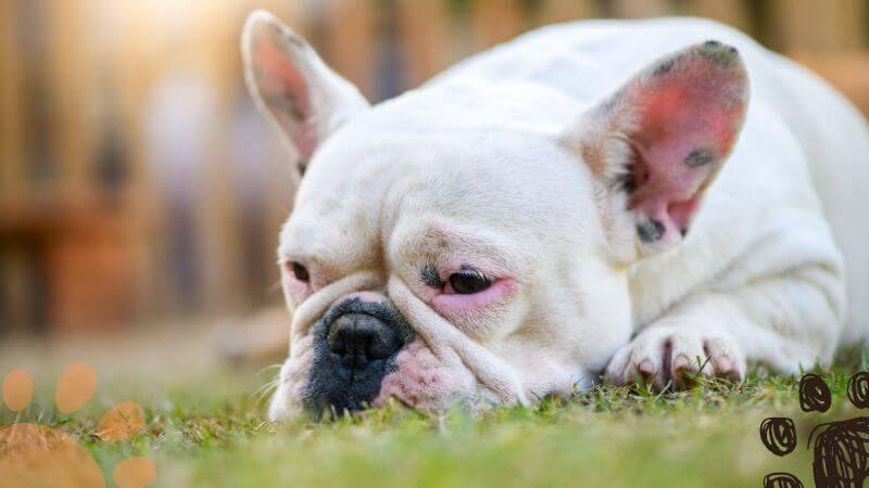 french bulldog allergies treatment