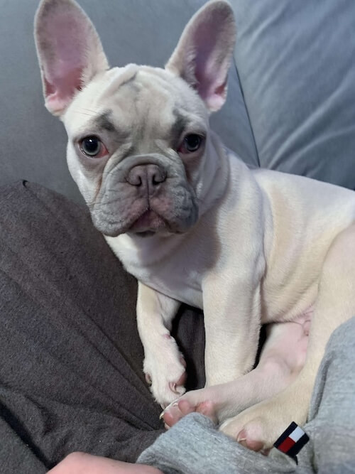 French Bulldog red eyes