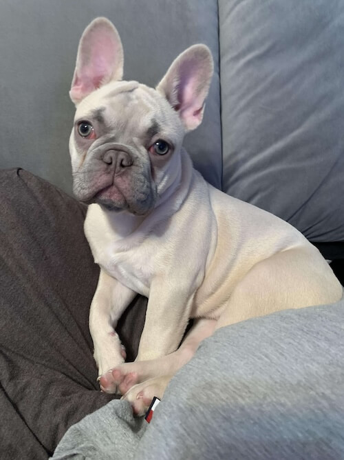 French Bulldog red eyes