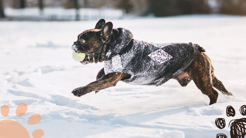 French bulldog running on snow