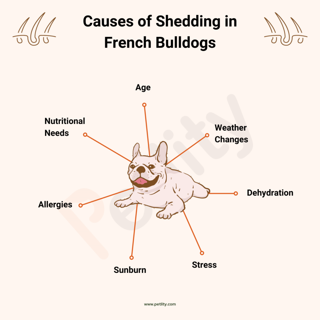 causes of shedding in French bulldogs