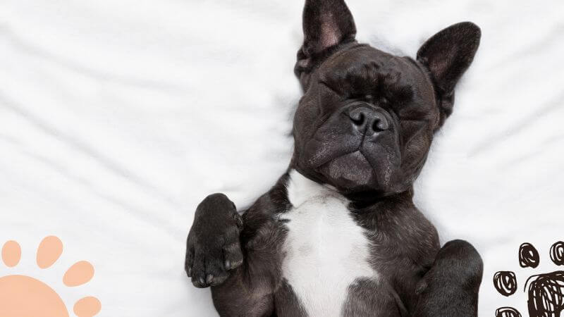 french bulldog shedding