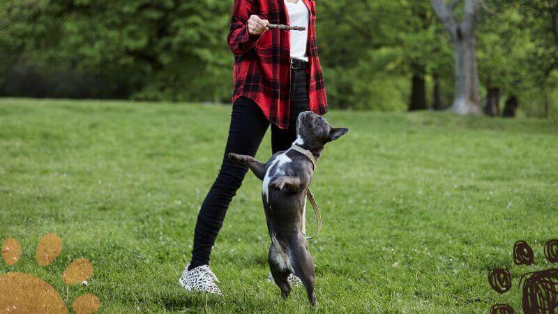 dog owner trains her French Bulldog