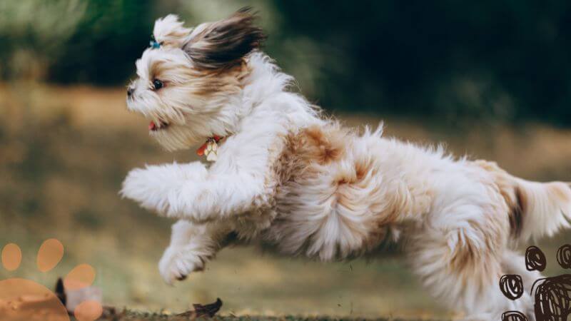 running shih tzu