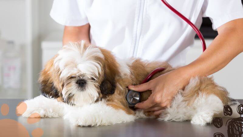 shih tzu at the vet