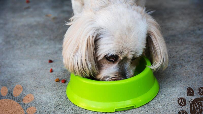 shih tzu eating dry food