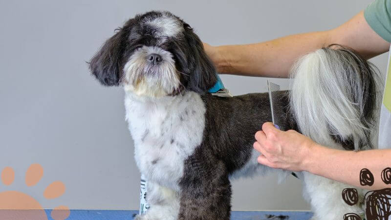 shih tzu grooming cost