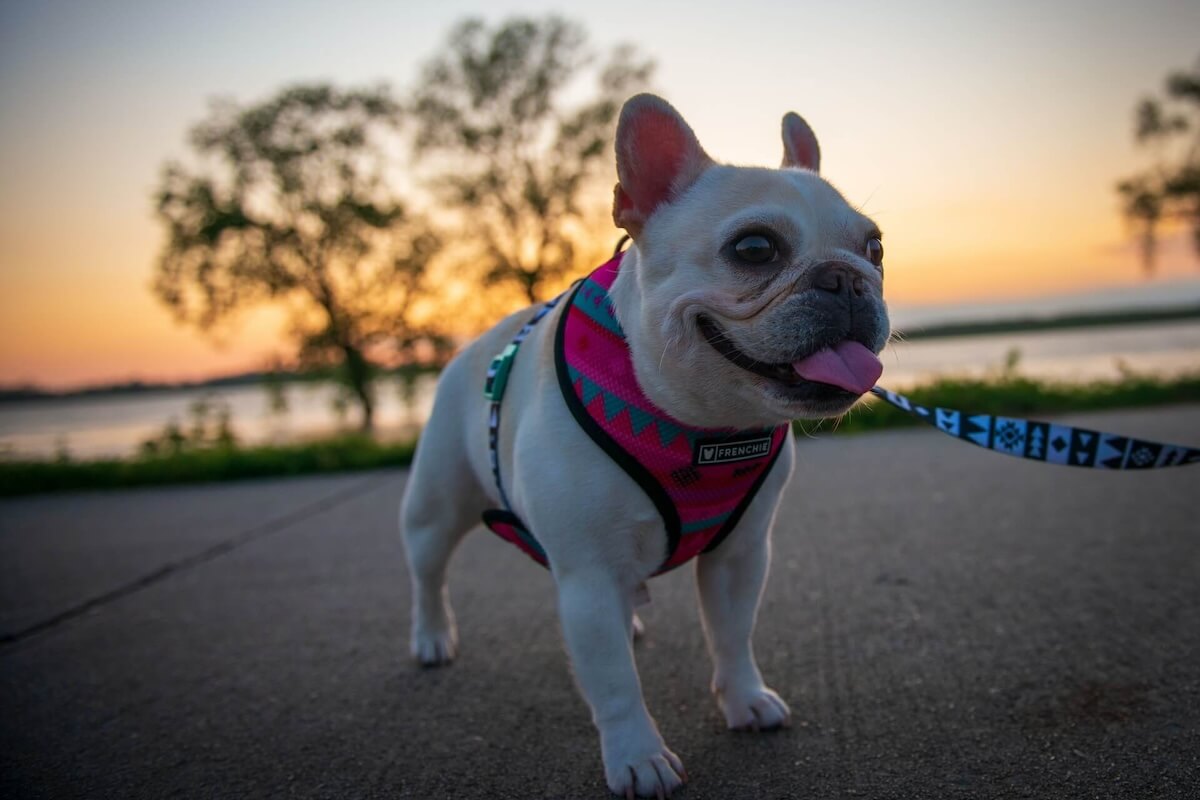 things only french bulldog owners would understand